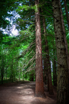 Bosque de secuoyas en Cabez&oacute;n de la Sal, Cantabria