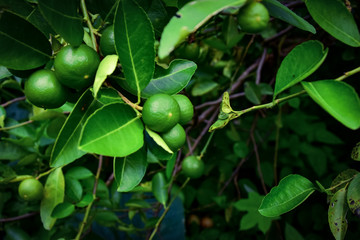 green beans on a tree