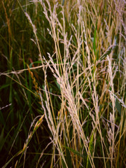 Dry field crops and green grass. Autumn landscape.