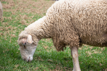 Cute sheep in the farm