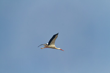 White stork flying in a blue sky not very high.