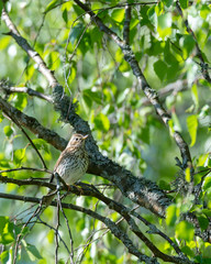 Song thrush (Turdus philomelos) brown, black spotted bird sitting on a branch in green foliage. Blurred eaves as background, copy space and place for text.