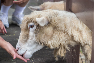 Cute sheep in the farm 9