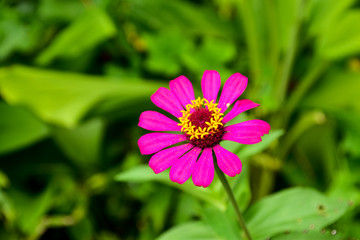 Fototapeta premium pink cosmos flower
