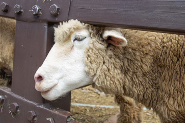  Cute sheep in the farm 13