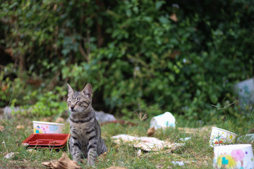 Kitten resting in the garbage dump © 崇維 黃