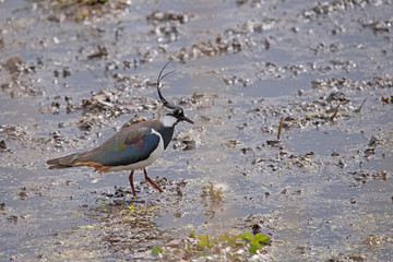 Northern Lapwing feeding in the mud in the Netherlands.