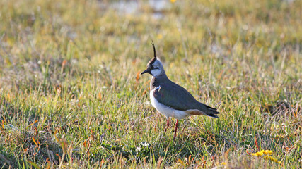 Northern Lapwing near his nest Outer Hebrides .