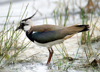 Northern Lapwing feeding in the mud in the Netherlands.
