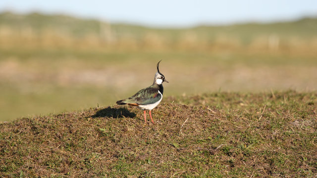 Northern Lapwing near his nest Outer Hebrides .