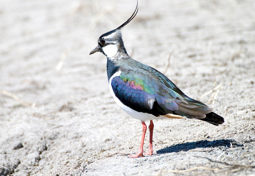 Northern Lapwing feeding in the mud in the Netherlands.