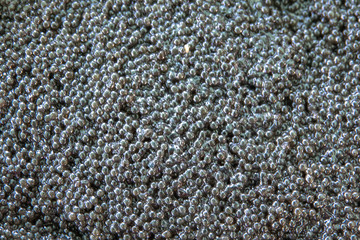black caviar the egg to spawn the background