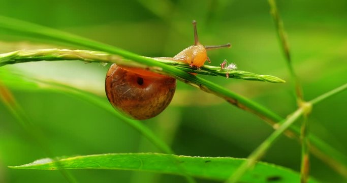Close up of one little snail eating flower on the grass leaf in the meadow in green background after rain at summer day in Sichuan China insect behaviour detail 4k footage