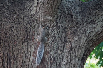ake a close-up of a squirrel 2