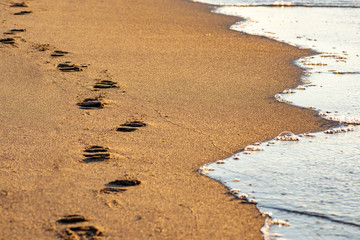 Footprints in the sand on the seashore.