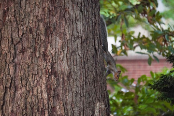 Take a close-up of a squirrel 3