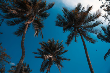 Fototapeta na wymiar palm trees at sunset beach