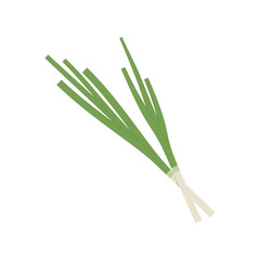 Obraz premium Spring onions vector. Spring onions on white background.