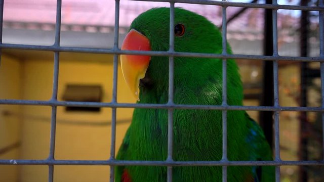 portrait of a funny green parrot that sits in a cage.