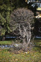 Allphotokz Taldykorgan Wood 20151110 7267 D810 S