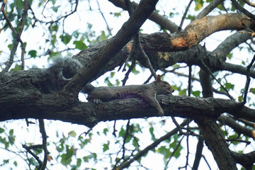 Take a close-up of a squirrel