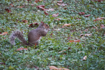 Take a close-up of a squirrel