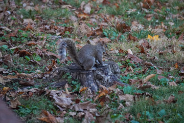 Take a close-up of a squirrel 28
