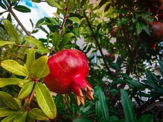 Ripe red Pomegranate (Latin Punica) grows on a tree with green foliage on a sunny summer day.