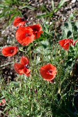 Mohn