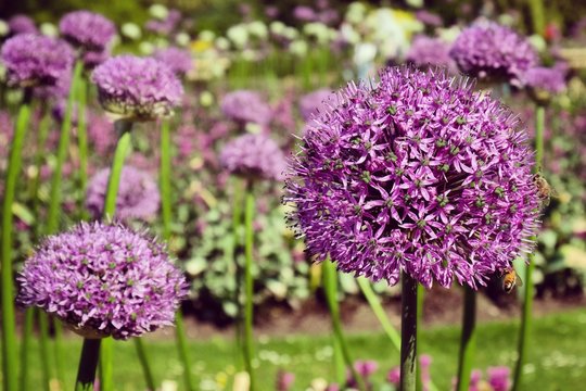 Allium 'purple sensation' flowering on a sunny May day, England, UK