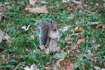Take a close-up of a squirrel 35