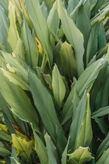 Obraz premium Vegetación