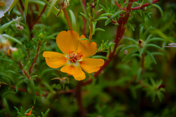 Портулак разноцветный