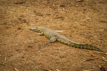 Nile Crocodile ( Crocodylus niloticus) at the Kazinga Channel, Queen Elizabeth National Park, Uganda.