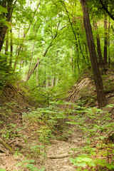 Fototapeta na wymiar Field path through the green summer forest