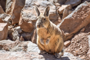 Friendly viscacha on Bolivian altiplano	
