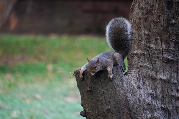 Tired squirrel lying on the tree