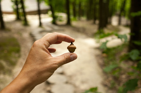An oak acorn in the hand in the woods