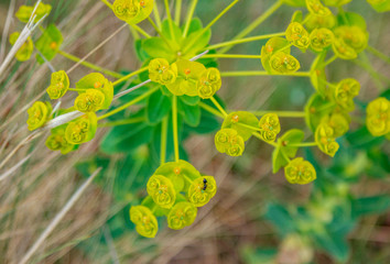 Close up blooming Euphorbia cyparissias - the cypress spurge with small black ant on a flower. ...