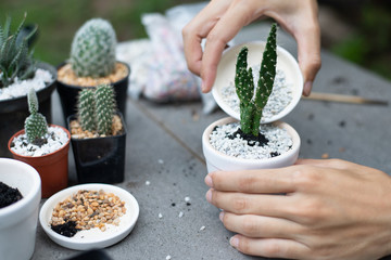 Small gardening, Gardener decorating a small cactus In pots, Close-up. © Maxky