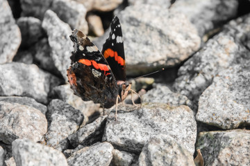 Admiral Falter seitlich  im Steingarten
