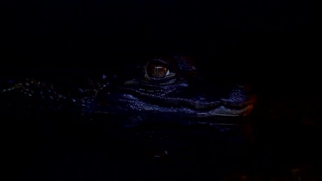 Young dwarf crocodile almost submerged under water.