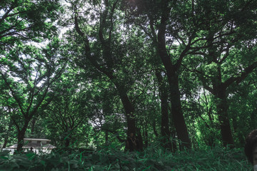 Obraz na płótnie Canvas 深い深い森と木漏れ日　上野公園