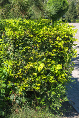 Obraz premium Allphotokz Taldykorgan Wood 20160812 4725 D810 S