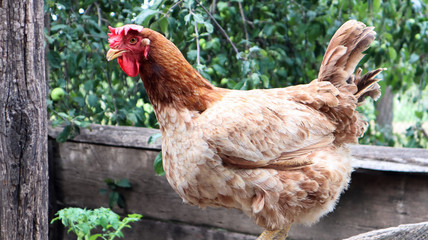 One large red-brown laying hen in the countryside on a sunny day against a colorful summer background. Loman Brown belongs to the egg type of chickens. Poultry breeding, chicken and egg production.