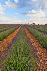 Fototapeta na wymiar Lavender flower fields in the town of Brihuega