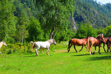 A herd of red, white, and brown horses graze in nature. Animals on free pasture eat green grass.