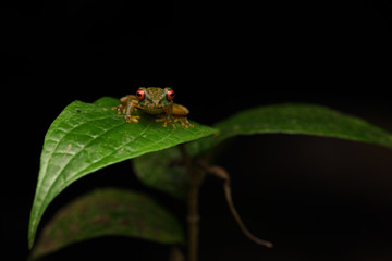 Rufous-eyed brook frog on leaf black background