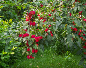 Apple tree with red apples on tree branches in the garden on a summer day