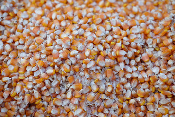 drying the corn in the sun